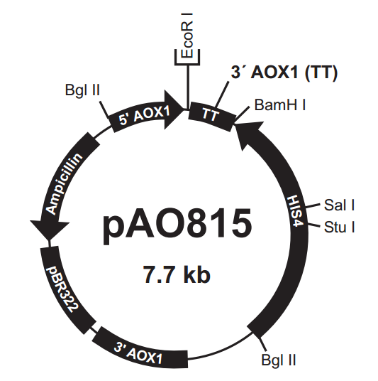 pAO815 载体,pAO815