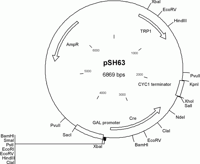 pSH63 載體,pSH63