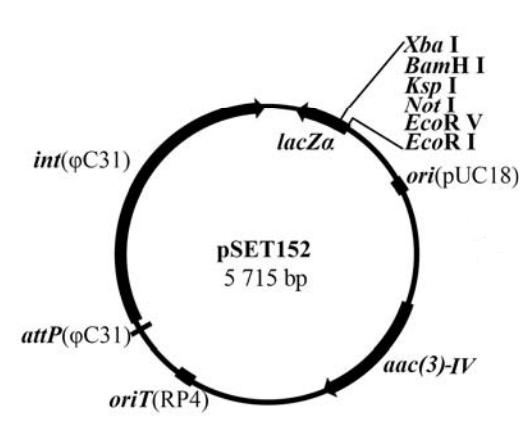 pSET152 载体,pSET152