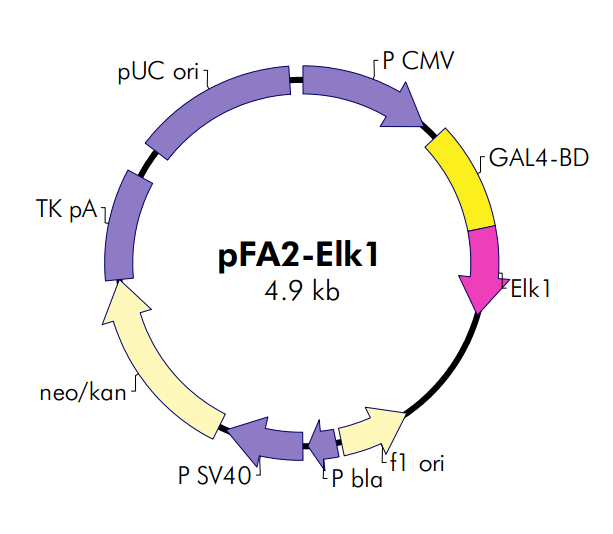 pFA2-Elk1 载体,pFA2-Elk