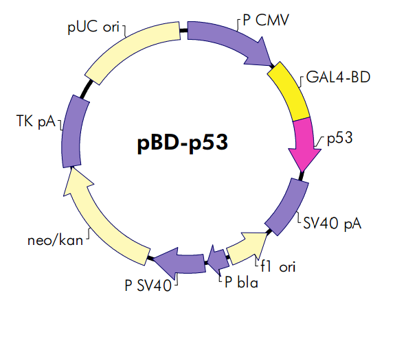 pBD-p53 载体,pBD-p53