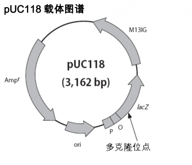 pUC118 載體,pUC11