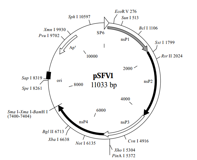 pSFV1 載體,pSFV