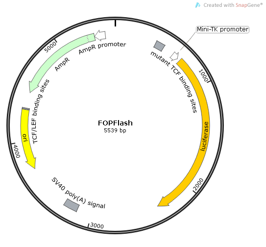 FOPFlash 载体,FOPFlas