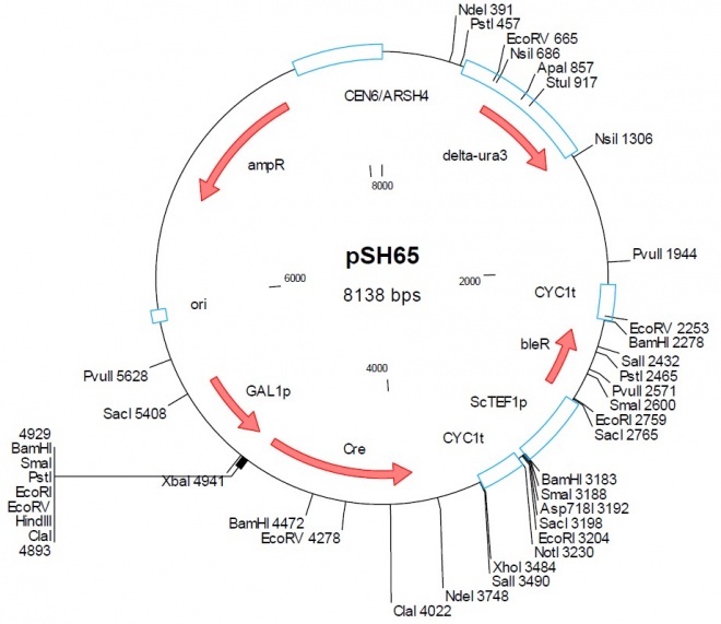 pSH65 載體,pSH65