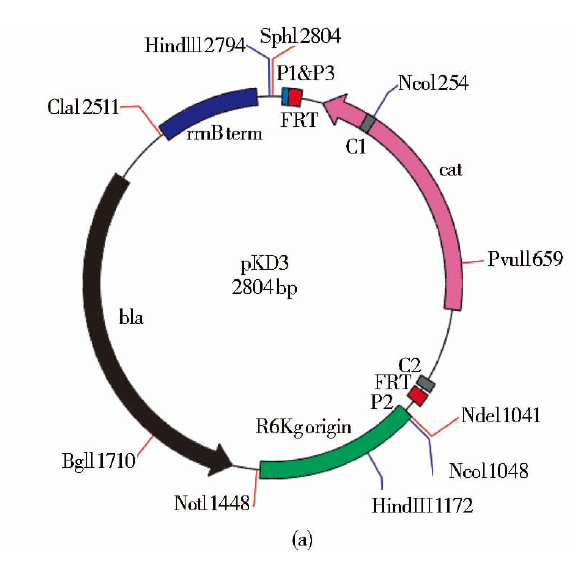 pKD3 載體,pKD3