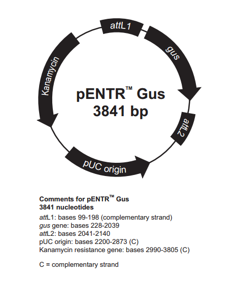 pENTR-Gus 載體,pENTR-Gus