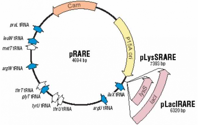 pRARE 載體,pRARE