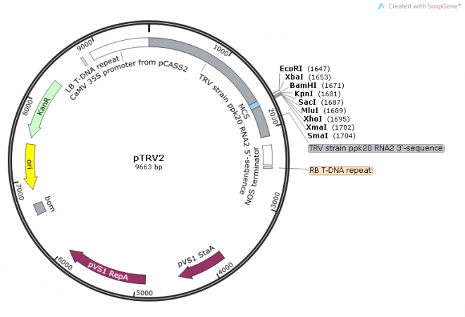 pTRV2 載體,pTRV