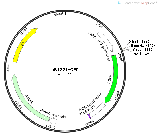 pBI221-GFP 載體,pBI221-GF