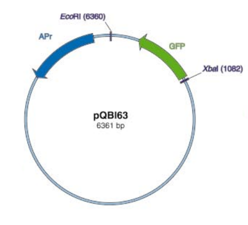 pQBI63 載體,pQBI63