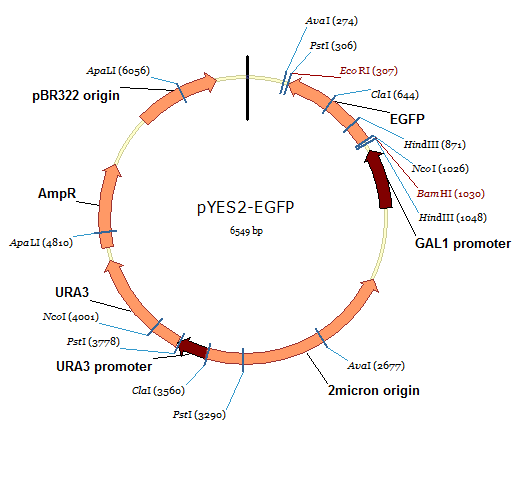 pYES2-EGFP 载体,pYES2-EGFP