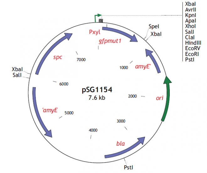 pSG1154 载体,pSG115