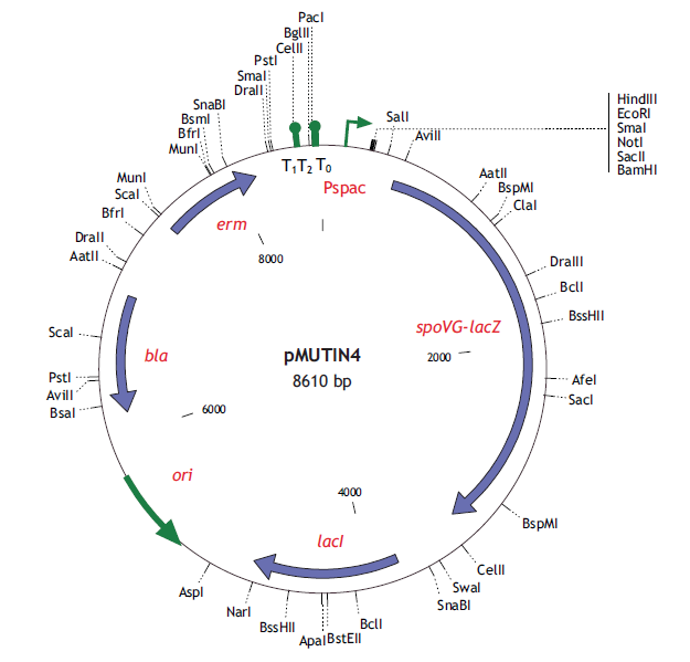 pMUTIN4 載體,pMUTIN4