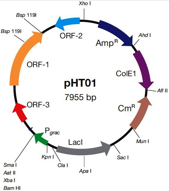 pHT01 载体,pHT01