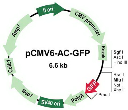 pCMV6-AC-GFP 載體,pCMV6-AC-GF