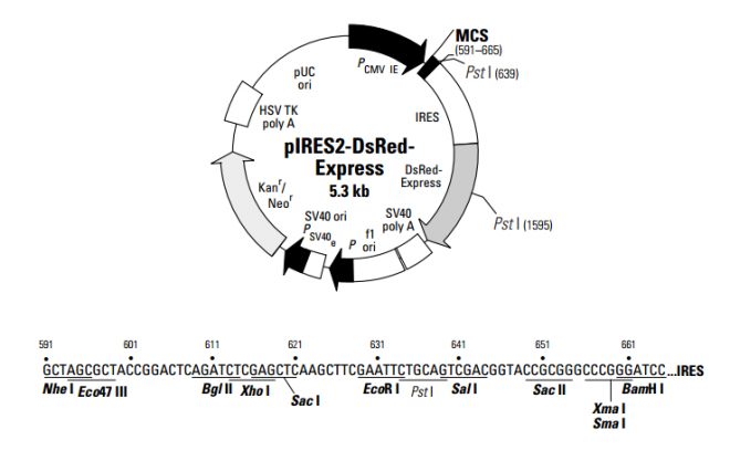 pIRES2-DsRed-Express 载体,pIRES2-DsRed-Express