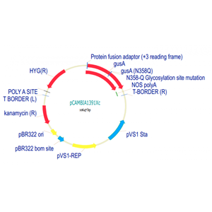 pCAMBIA1391Xc 载体