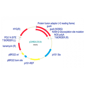 pCAMBIA1391Xb 载体,pCAMBIA1391Xb