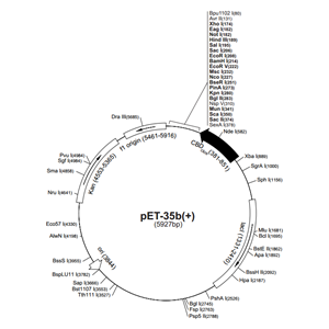 pET-35b(+) 载体,pET-35b(+)