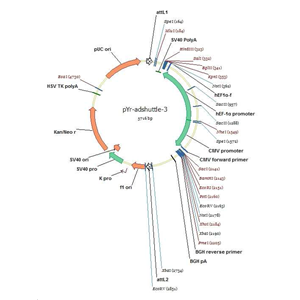 pYr-adshuttle-3 载体