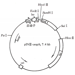 pINIII-ompA 载体,pINIII-omp