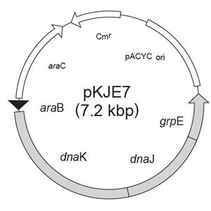 pKJE7 载体