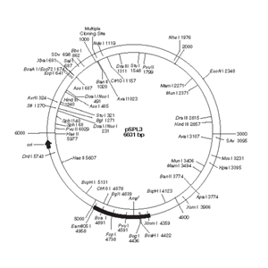 pSPL3 载体,pSPL3