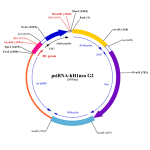 psiRNA-hH1neo G2 載體