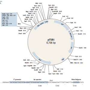 pTXB1 載體,pTXB1