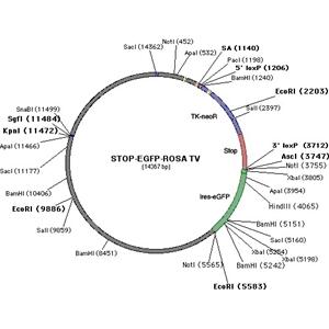 STOP-eGFP-ROSA26TV 載體