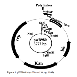 pWB980 載體