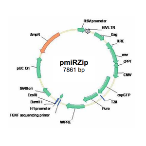 pmiRZip anti-microRNA 載體,pmiRZip anti-microRNA