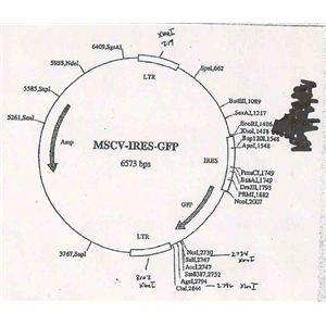 MSCV-IRES-EGFP 載體