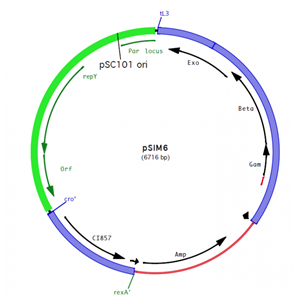 pSIM6 载体