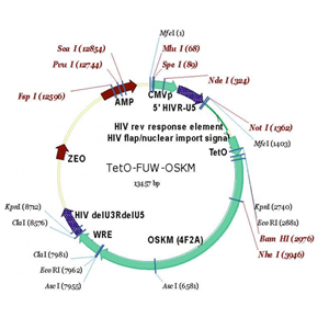 TetO-FUW-OSKM 载体,TetO-FUW-OSKM