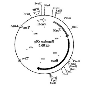pK18mobSacB 載體