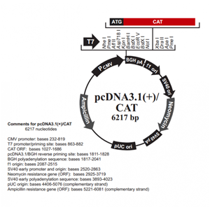 pcDNA31(+)/CAT 载体,pcDNA31(+)/CAT