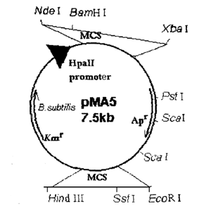 pMA5 载体,pMA5