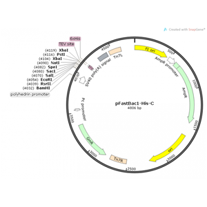 pFastBac1-His-C 载体