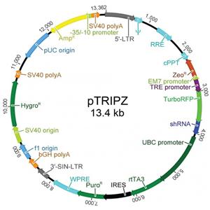 pTRIPZ empty 载体,pTRIPZ empty