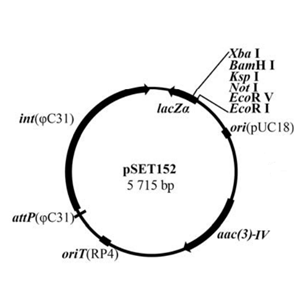 pSET152 载体