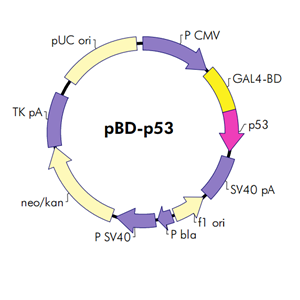 pBD-p53 载体,pBD-p53