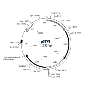 pSFV1 载体