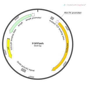 FOPFlash 载体,FOPFlas