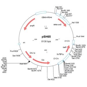 pSH65 載體,pSH65