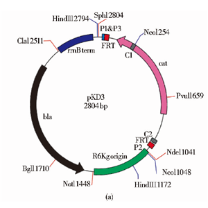 pKD3 載體