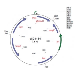 pSG1154 载体,pSG115