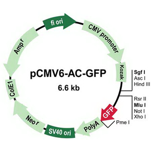 pCMV6-AC-GFP 载体