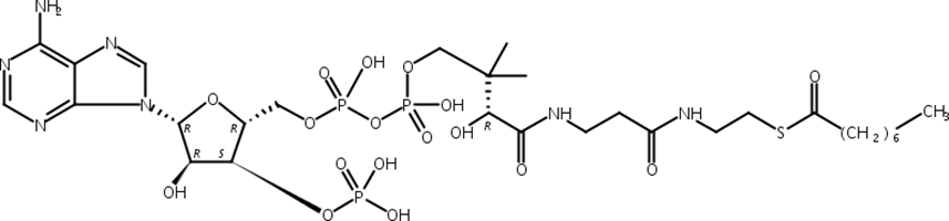 辛酰基辅酶A,游离酸,Octanoyl Coenzyme A, Free acid
